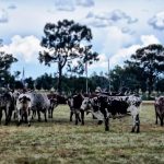 481054500_1011910467703745_947300685932585986_n